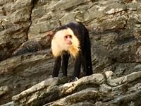 Giek-Kapuzineraeffchen