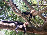 bitte nicht stoeren Kapuzineraeffchen