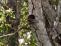 Die Schlange wohnt im Baum