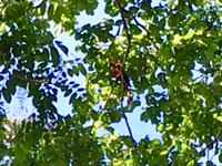 ein Papagai (roter Macaw) im Hotel