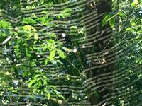 Spinnengewebe im Wald wie eine Symphonie