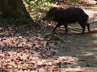Wildschwein im Corcovado Nat.Park