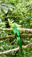 ein super Quetzal no 5 von 5