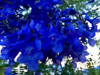 Die blauen Glockenblumen am Baum