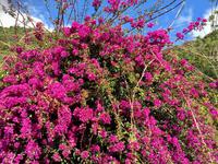 Bougainvillea