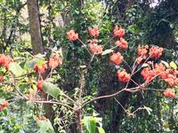 Rote Bluetenbaum im Urwald