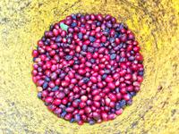 Kaffee im gelben Eimer