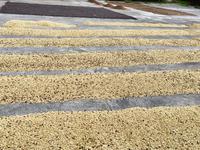 Kaffeetrocknen wenns nicht regnet