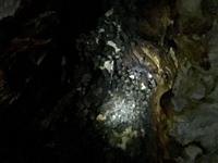 Tausend Fledermaeuse