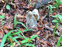 Pfifferling in den Tropen