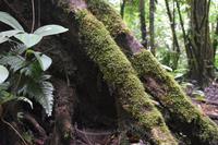Arenal Volcano National Park