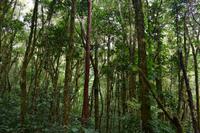 Arenal