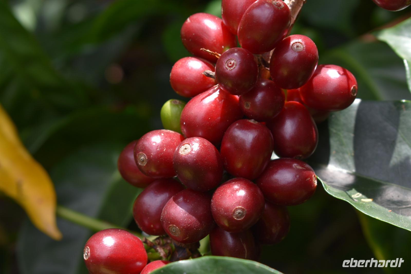 Boquete - Kaffee