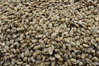 Boquete - Kaffee