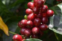 Boquete - Kaffee