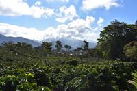 Boquete - Kaffee