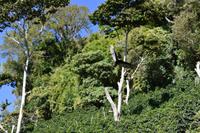 Boquete - Kaffee