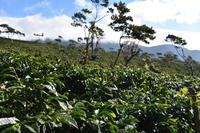 Boquete - Kaffee
