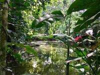 Der Teich 