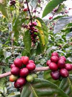 Kaffee Fruechte