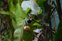 La Fortuna
