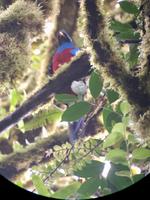 Quetzal no1 von 5