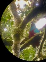 Quetzal