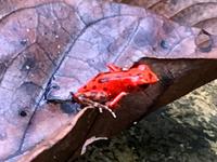 Roter Pfeilgiftfrosch ein paar Puenktchen