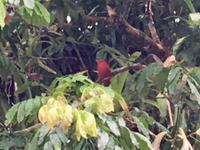 Sommer Tanager 