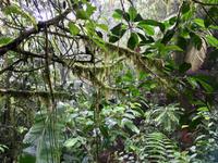 Urwald
