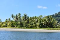 Violin Island