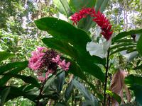 Waldblumen