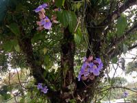 bluehender Baum