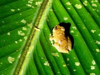 der Dink Frosch