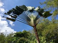 die Faecherpalme