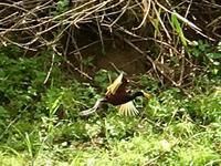 ein Anhinga 