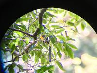 ein Motmot