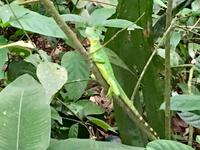 gruener Iguana