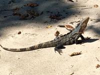 hungrige Iguana