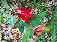rote Passionsblume