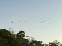 so viele Macaws