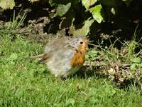 Palais Het Loo Apeldoorn