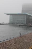 Amsterdam - Vom Fischreiher empfangen