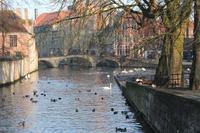 Brügge - die berühmten Schwäne