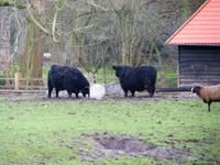 Amsterdam- an der Windmühle