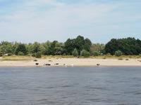 Vater Rhein in der Sommerhitze