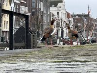 Rotterdam - Delfhaven