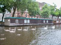 Schwanenfamilie und Hausboote