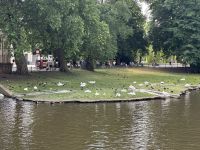 Die Langhälse von Brügge