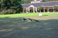 Im Park von Het Loo